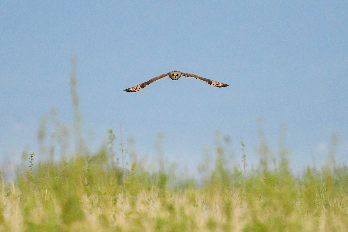 Marsh Owl - Raphaël Nussbaumer