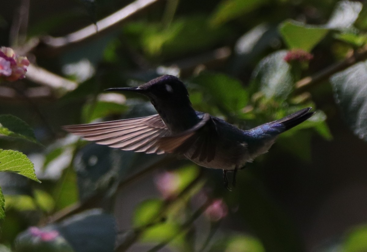 Violet-headed Hummingbird - ML617037766