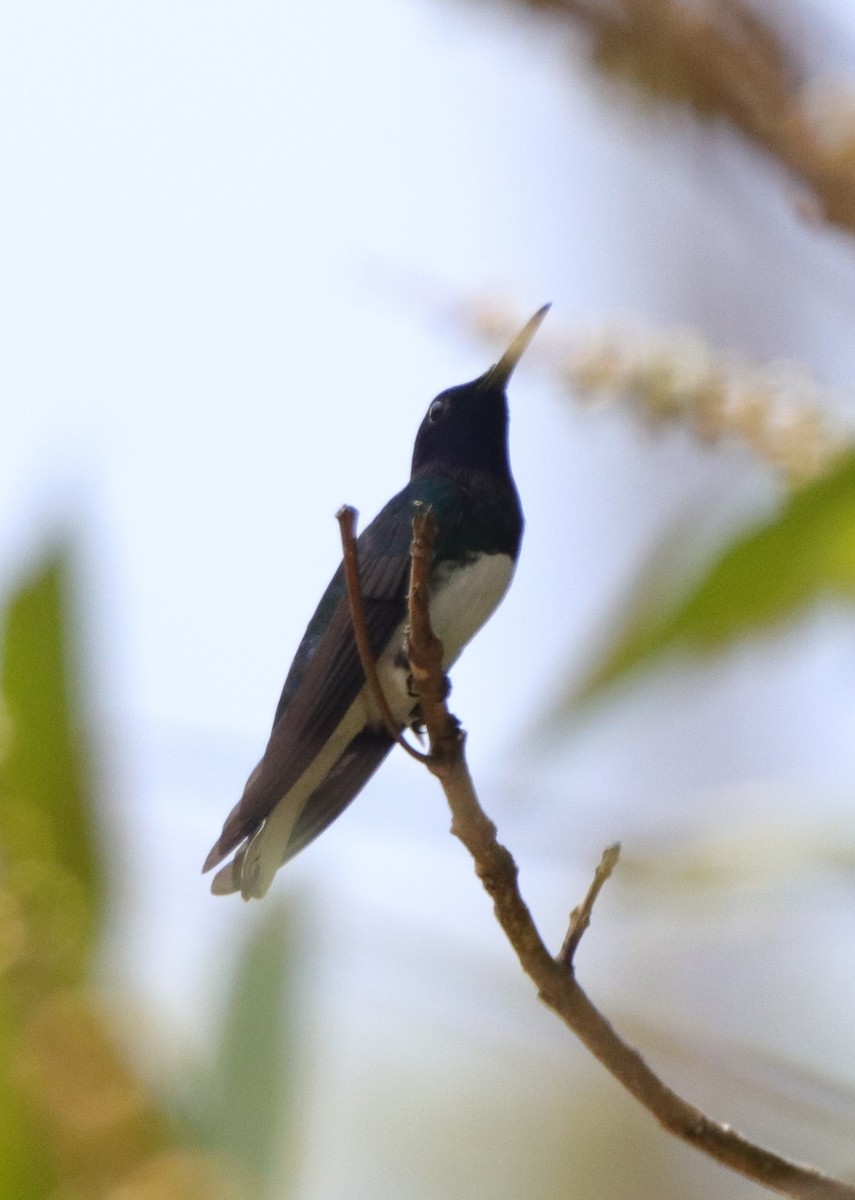 kolibřík bělokrký - ML617037817