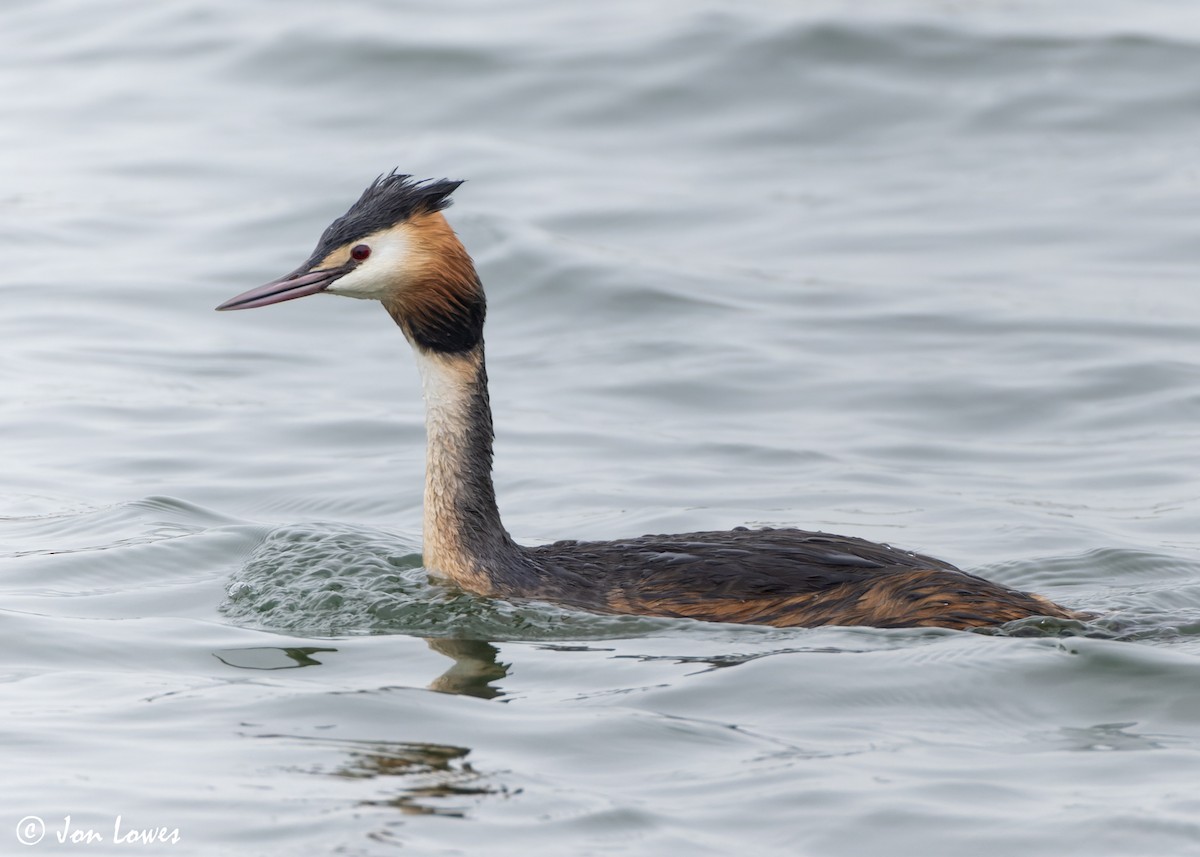 Great Crested Grebe - ML617037876