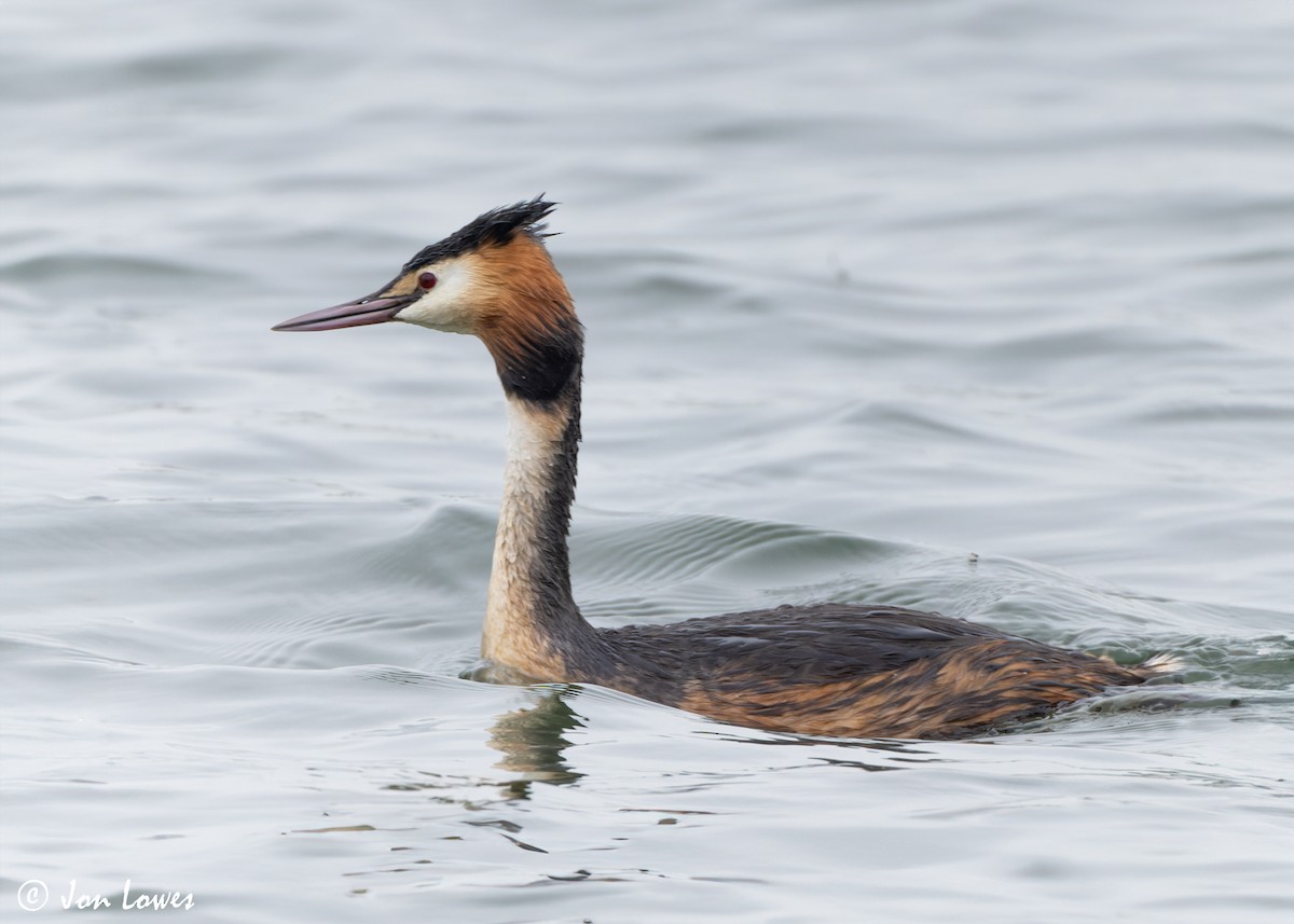 Great Crested Grebe - ML617037877