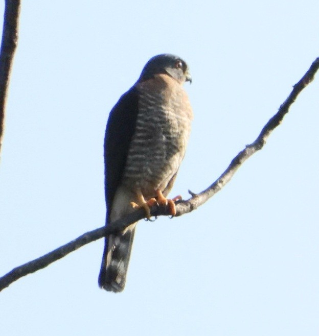 Double-toothed Kite - ML617037962