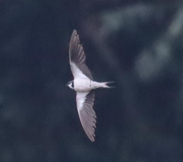 White-throated Swallow - ML617037967