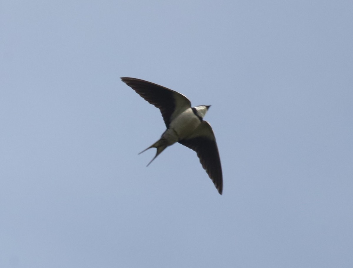 White-throated Swallow - ML617037968