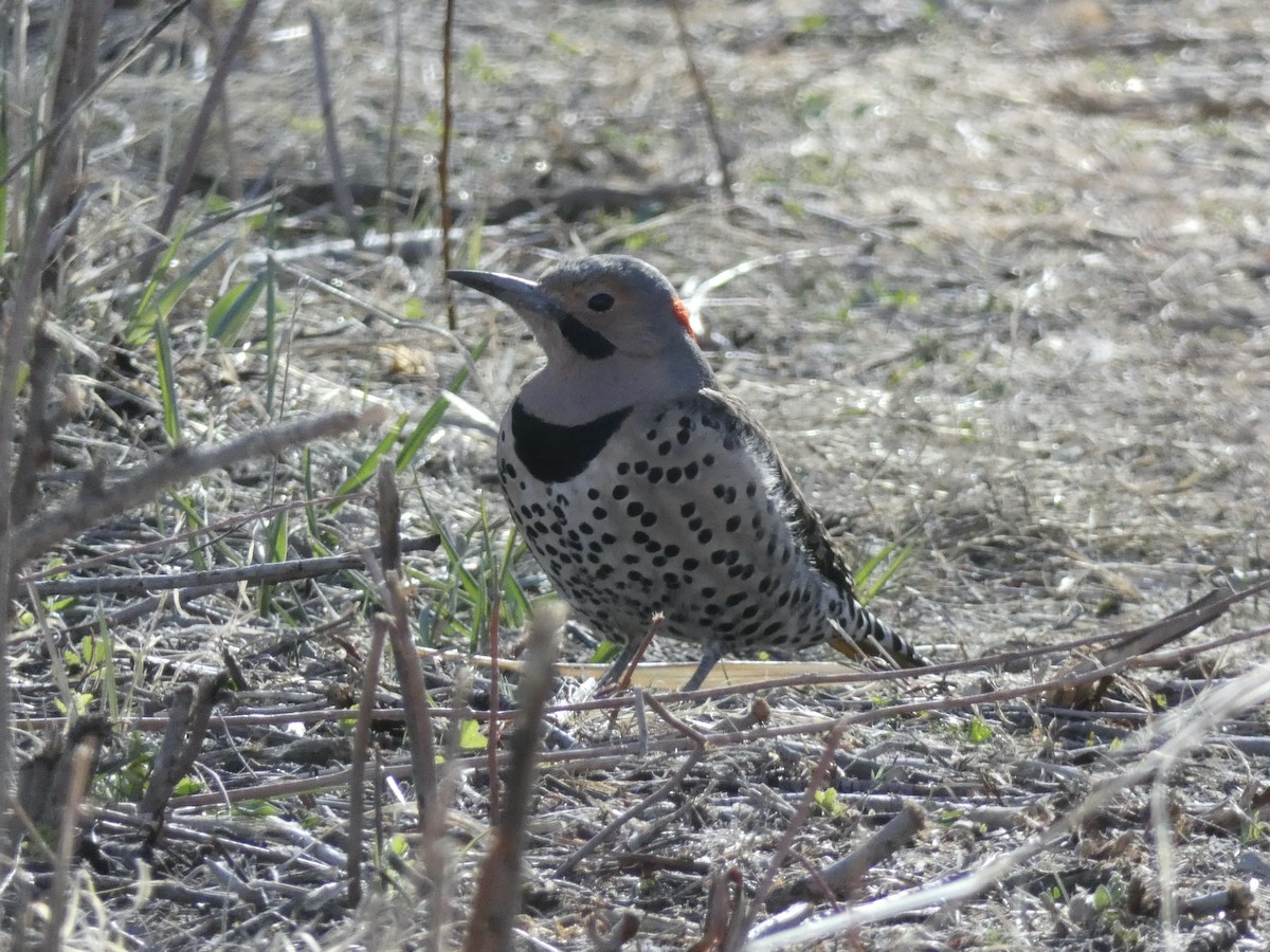 Northern Flicker (Yellow-shafted) - ML617038113