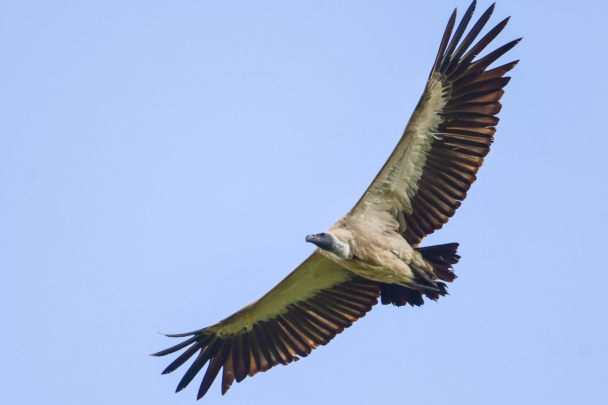 White-backed Vulture - ML617038118