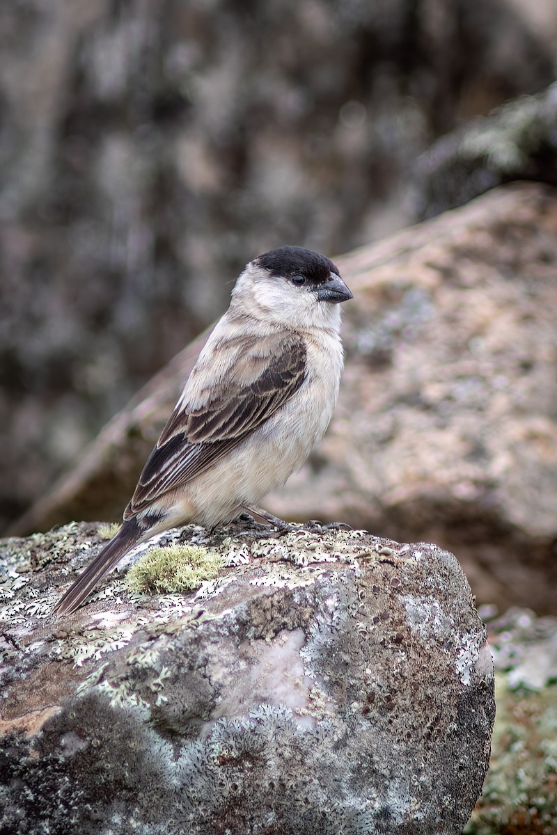 Pearly-bellied Seedeater - ML617038183