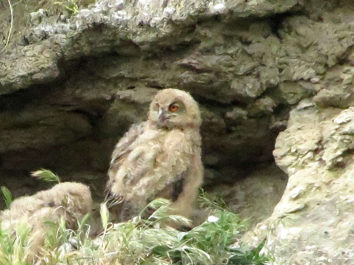 Eurasian Eagle-Owl - ML617038266
