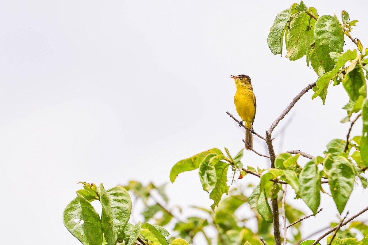 African Yellow-Warbler - Raphaël Nussbaumer