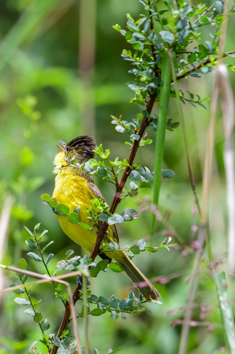 African Yellow-Warbler - Raphaël Nussbaumer