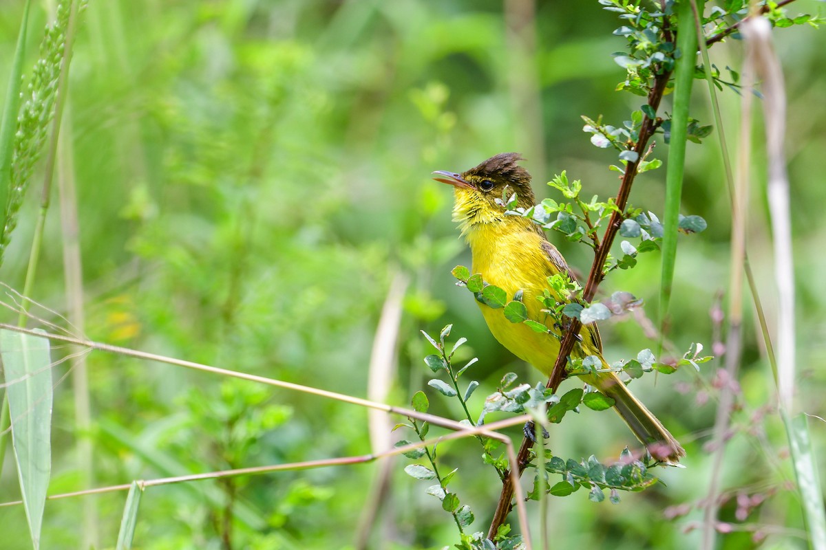 African Yellow-Warbler - ML617038306