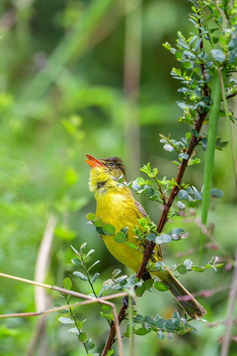 African Yellow-Warbler - ML617038308