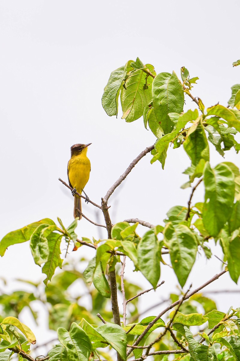 African Yellow-Warbler - ML617038311