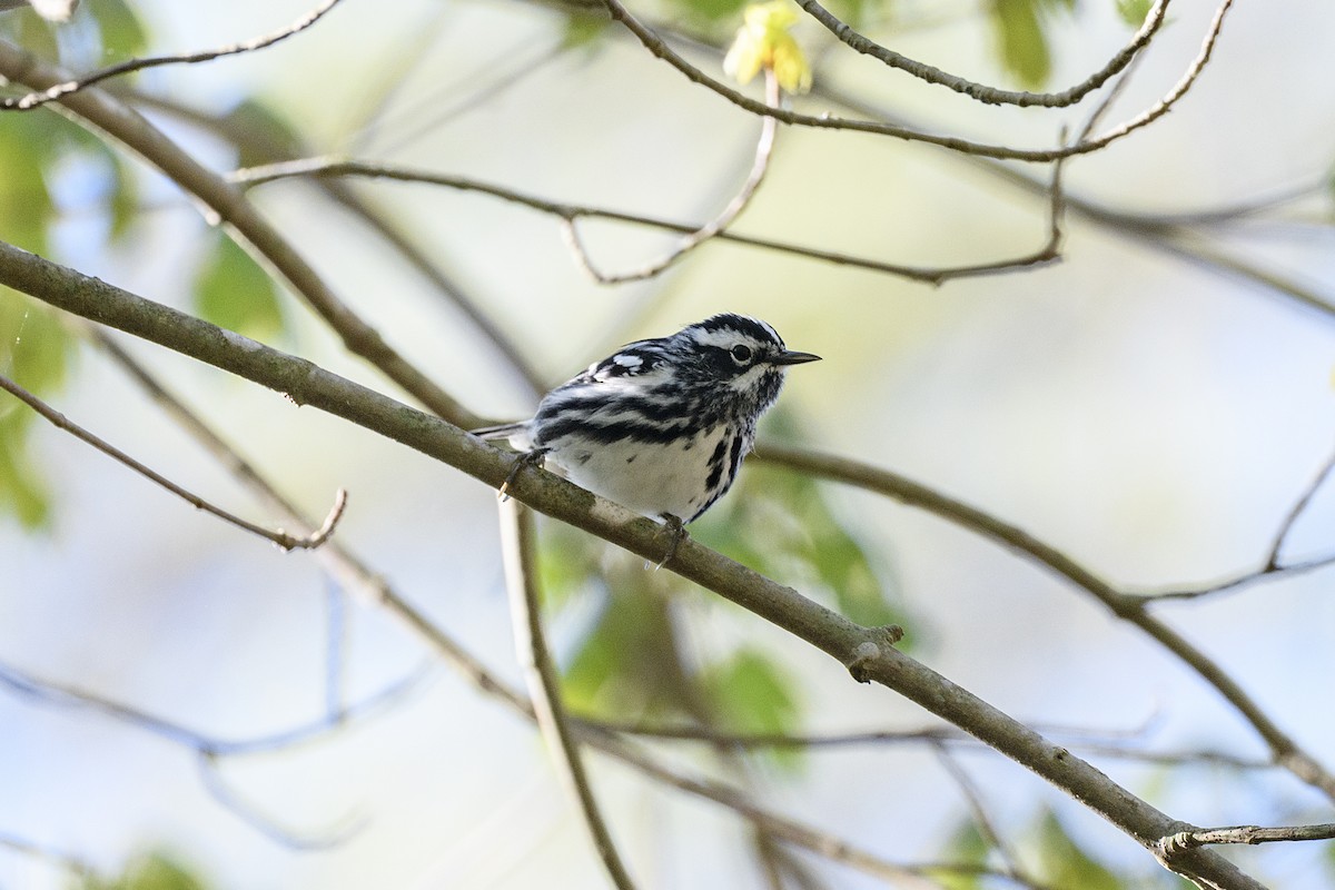 Black-and-white Warbler - ML617038421