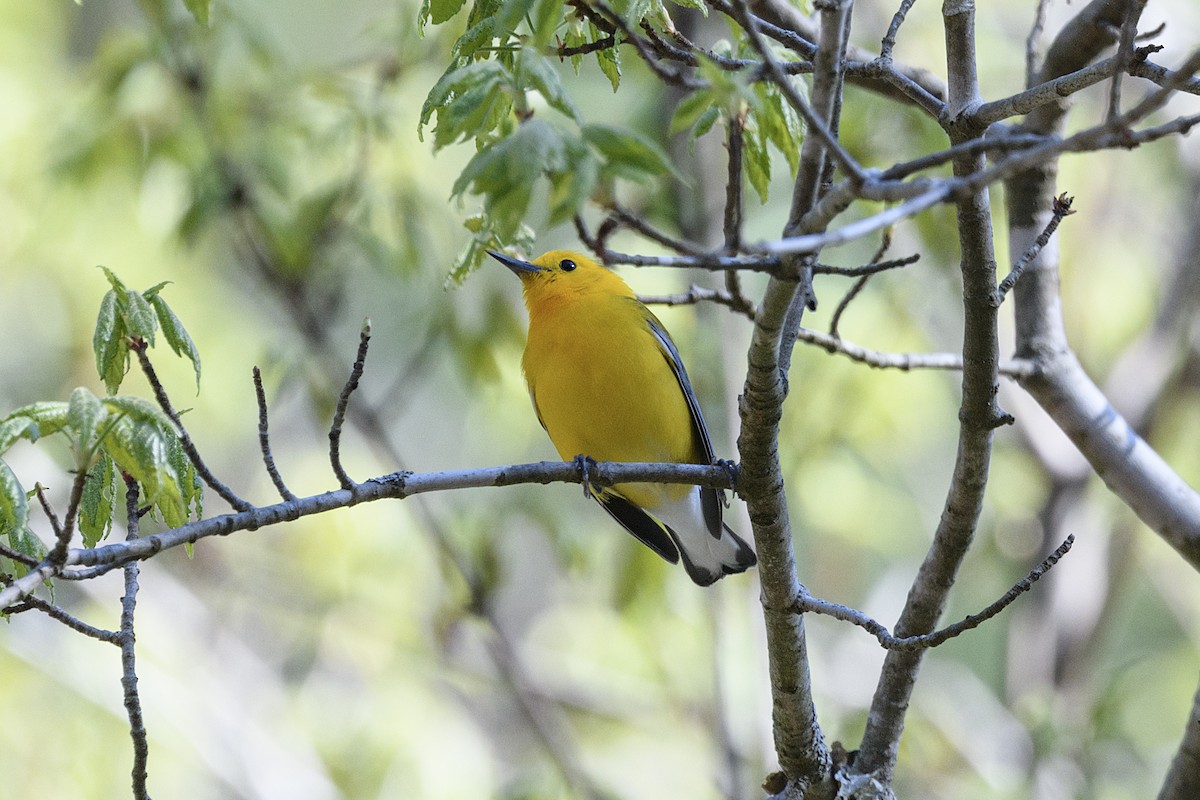 Prothonotary Warbler - ML617038425