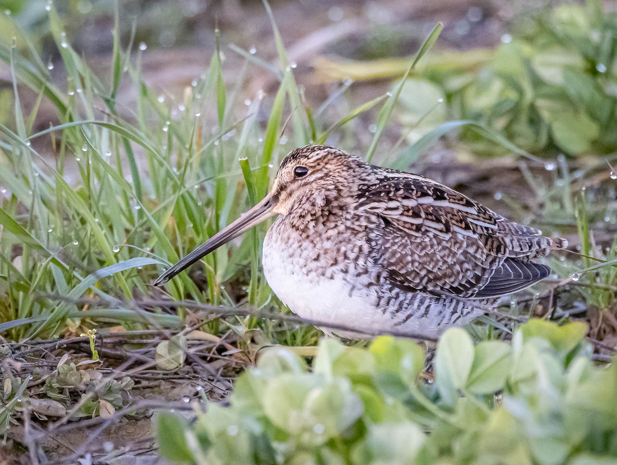 eBird Checklist - 7 Apr 2024 - Stamm Rd. - 1 species