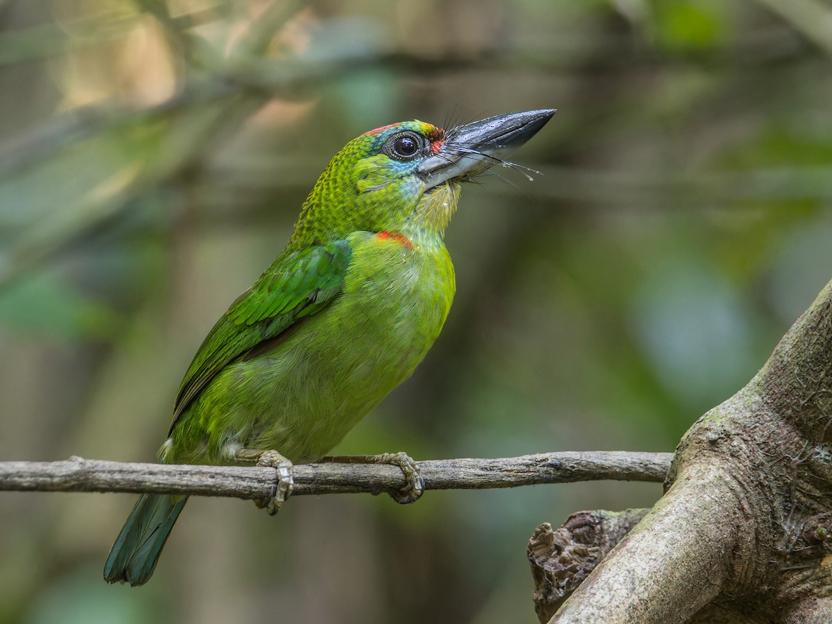 Red-throated Barbet - ML617038507