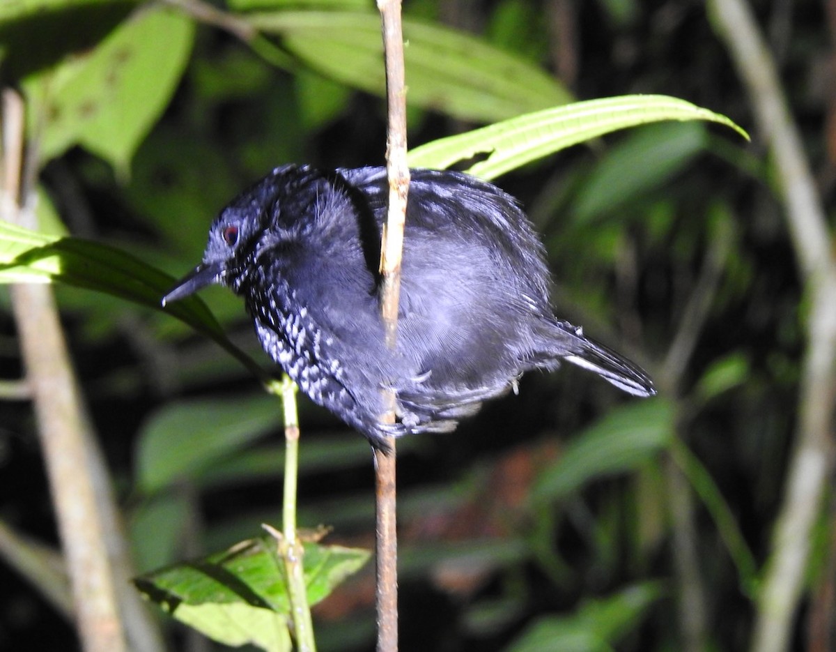 Stub-tailed Antbird - ML617038509