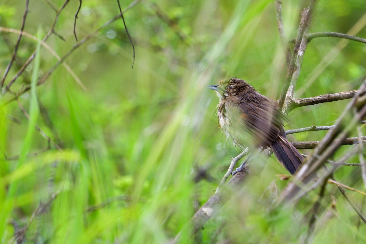 Moustached Grass-Warbler - ML617038553