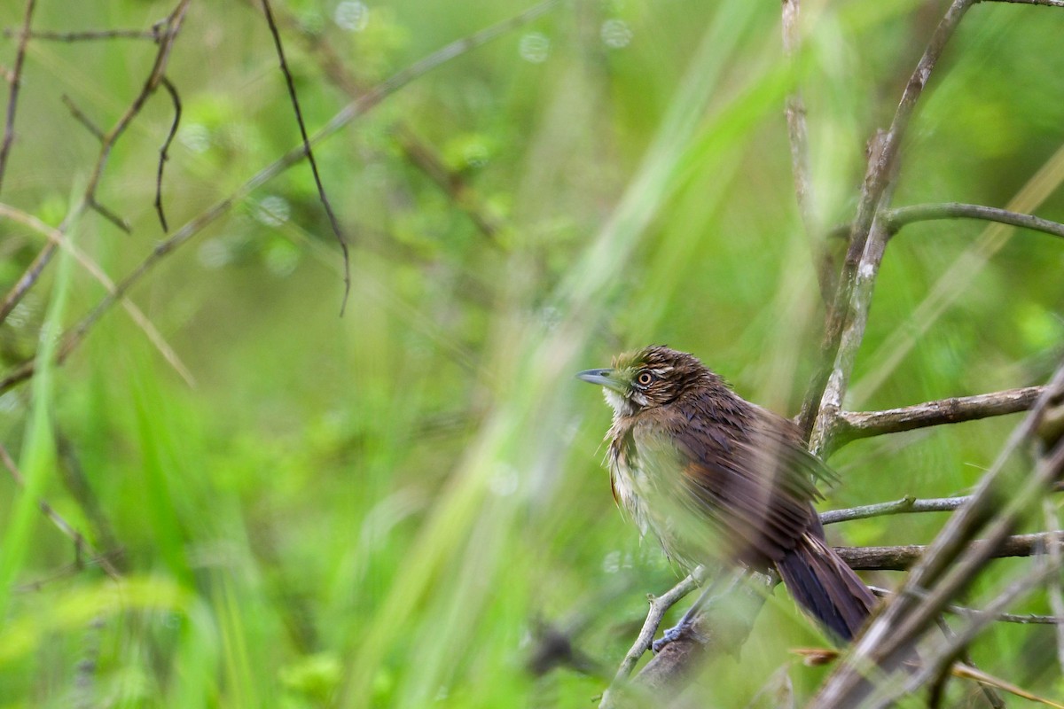 Moustached Grass-Warbler - ML617038554