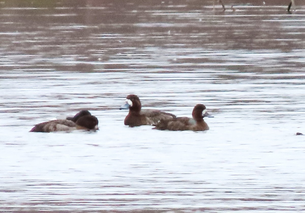 Greater Scaup - ML617038609