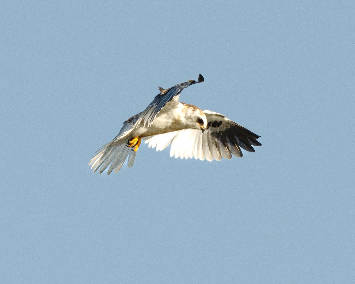 White-tailed Kite - ML617038624