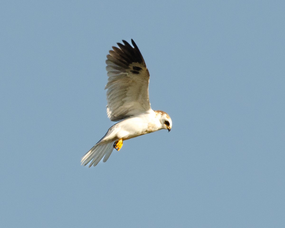 White-tailed Kite - ML617038626