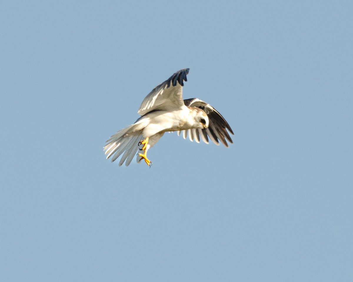 White-tailed Kite - ML617038627
