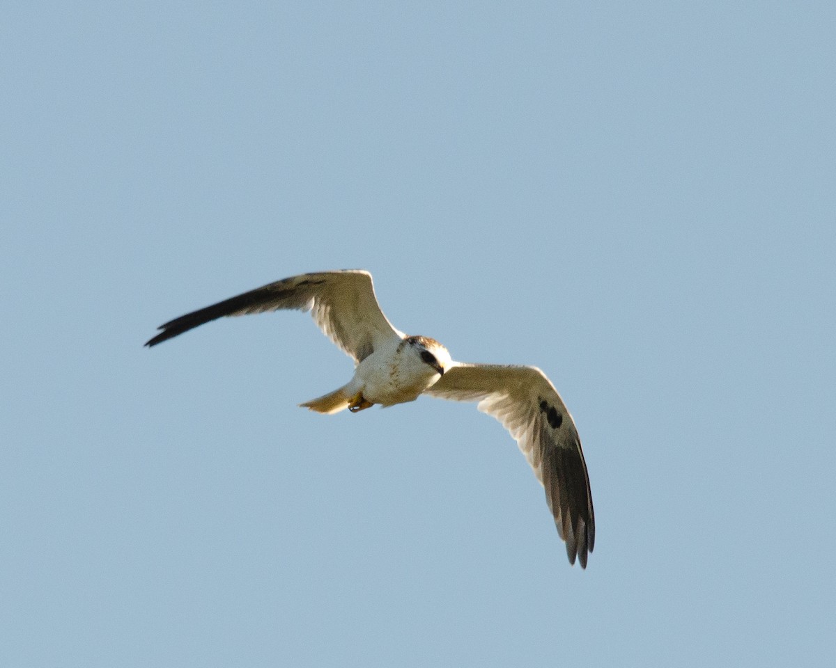 White-tailed Kite - ML617038628