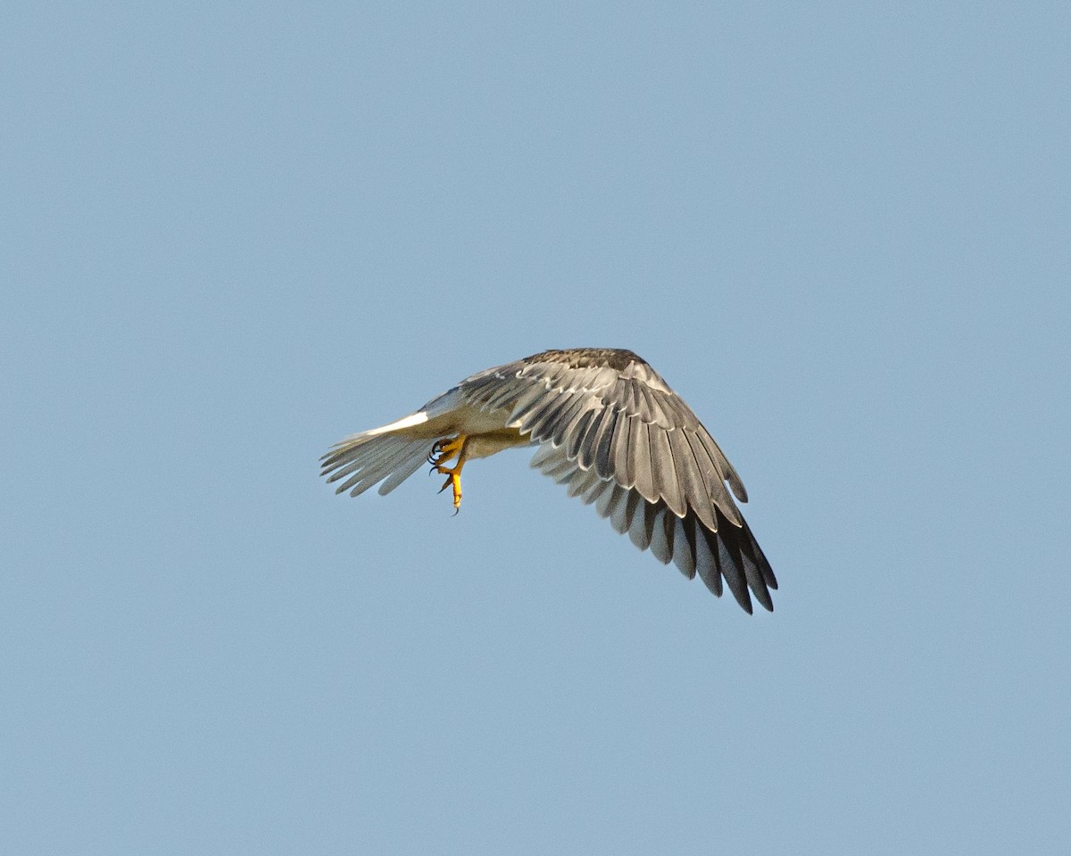 White-tailed Kite - ML617038629