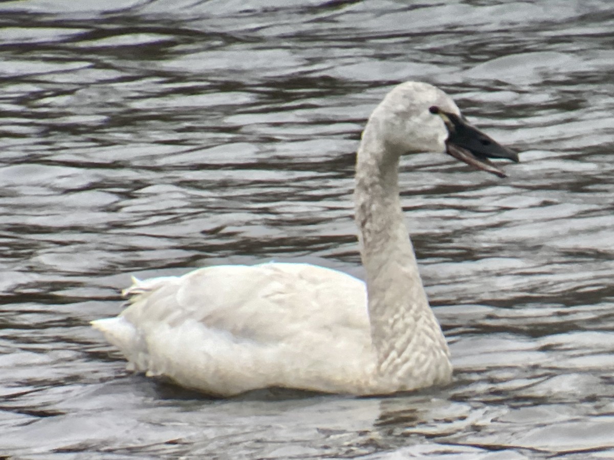 Tundra Swan (Whistling) - ML617038634