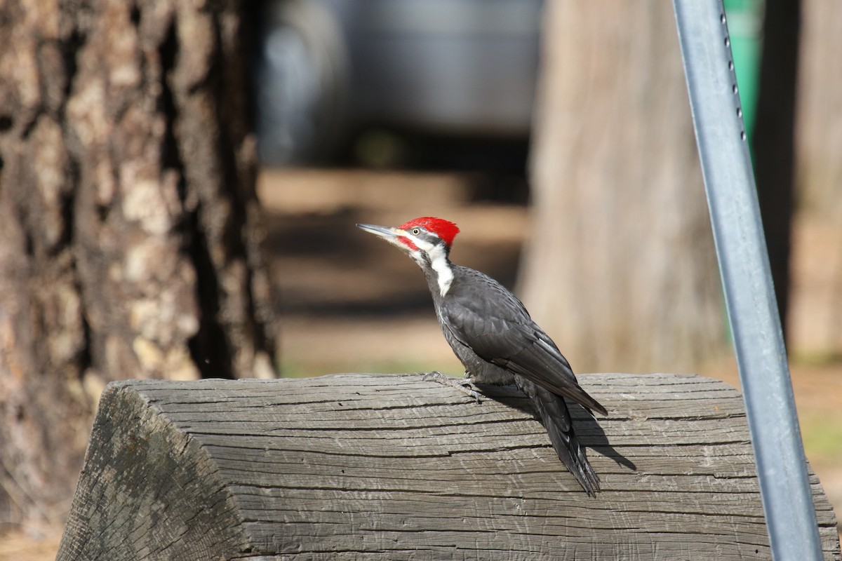 Pileated Woodpecker - ML617038666
