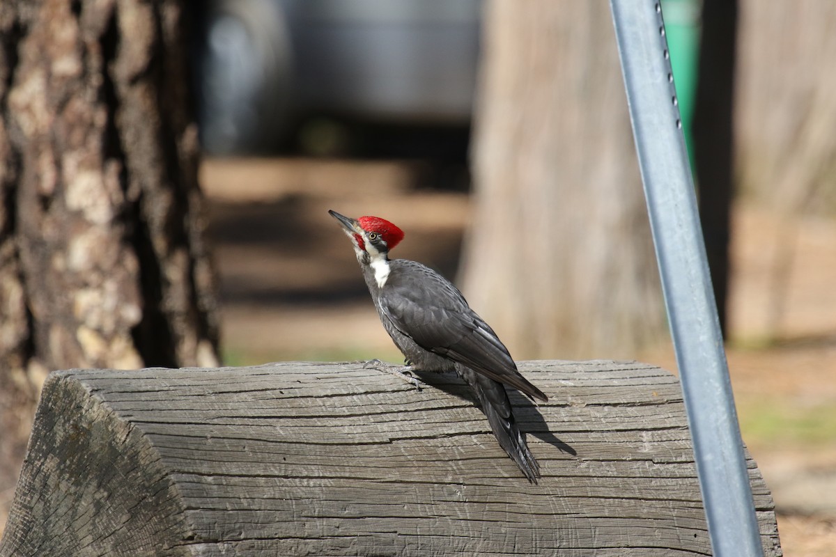Pileated Woodpecker - ML617038667