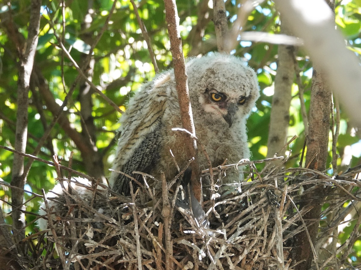 Great Horned Owl - ML617038677
