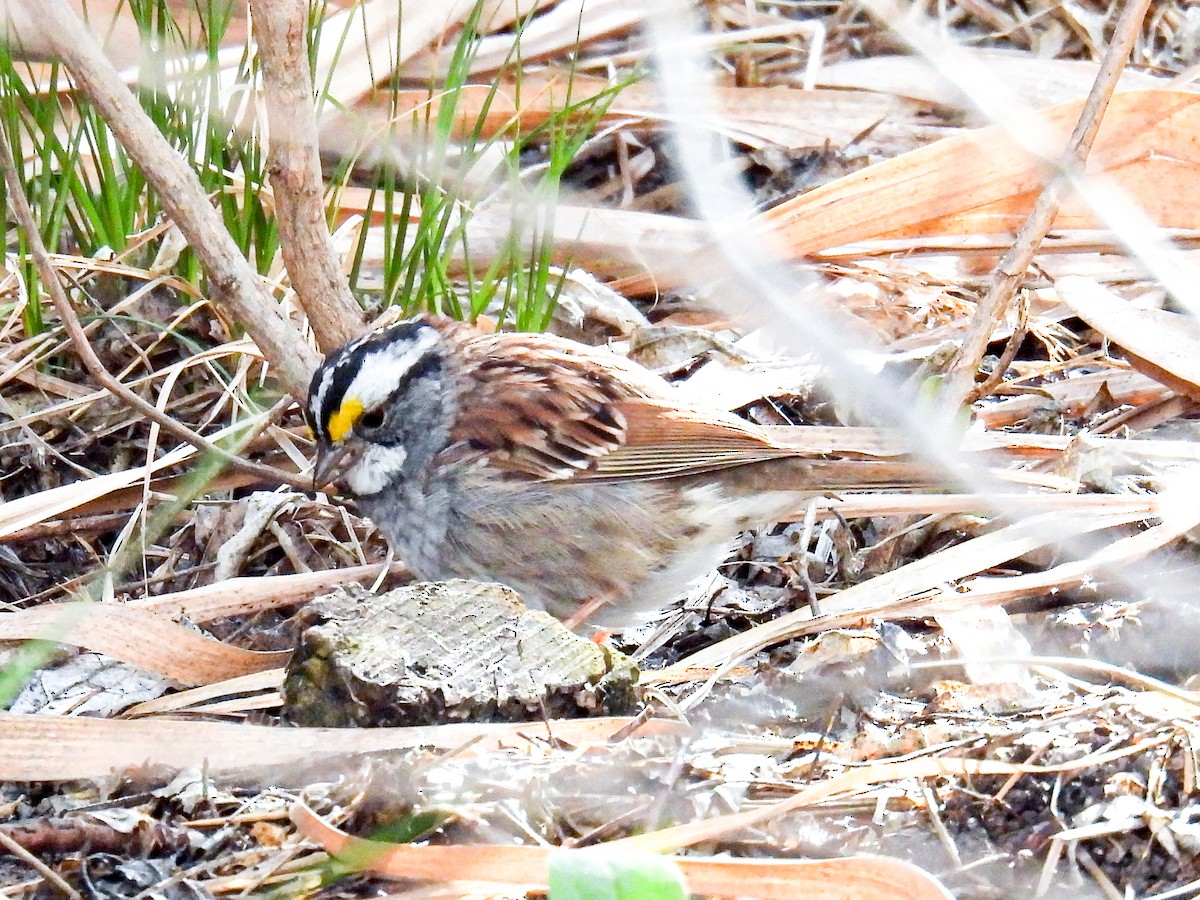 White-throated Sparrow - ML617038767