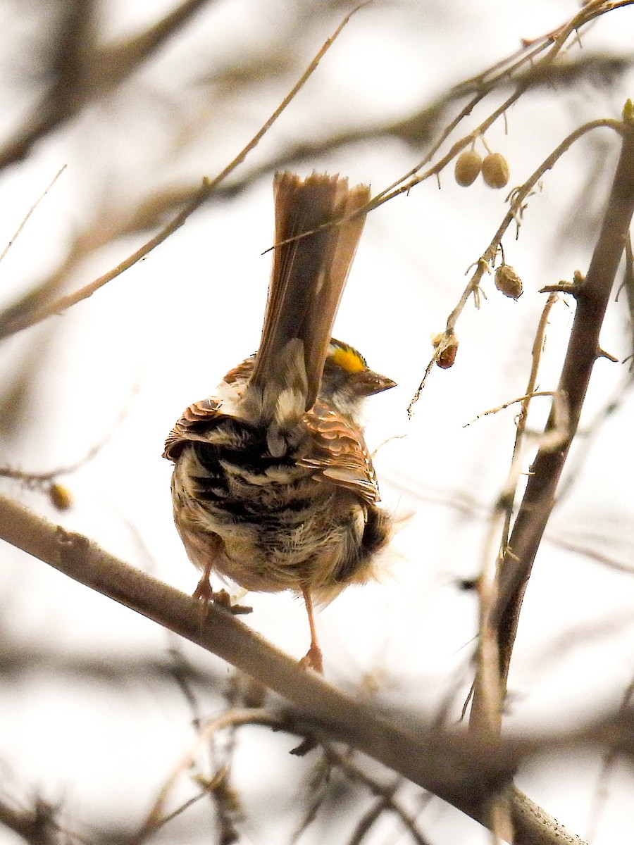 White-throated Sparrow - ML617038788