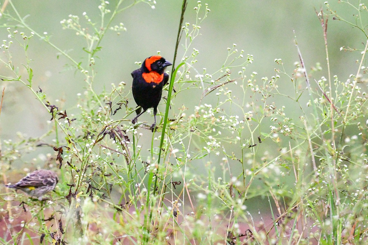 Red-cowled Widowbird - Raphaël Nussbaumer