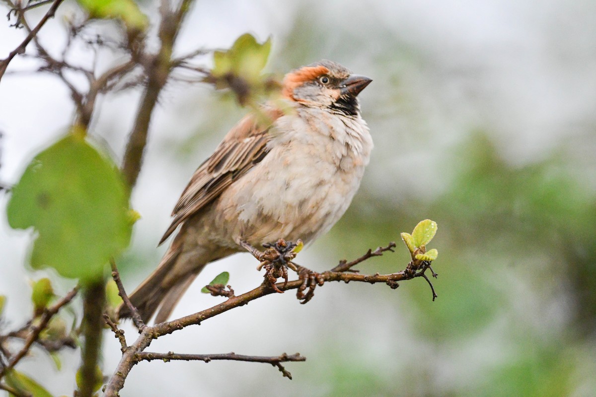 Kenya Rufous Sparrow - ML617038837