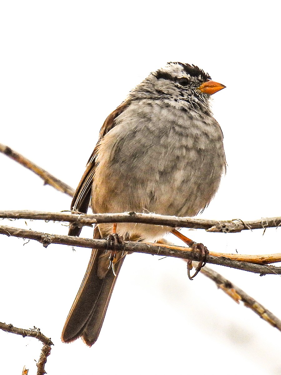 White-crowned Sparrow - ML617038846