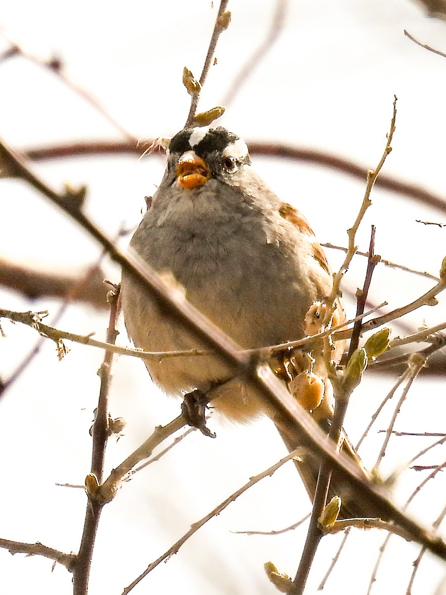 White-crowned Sparrow - ML617038847