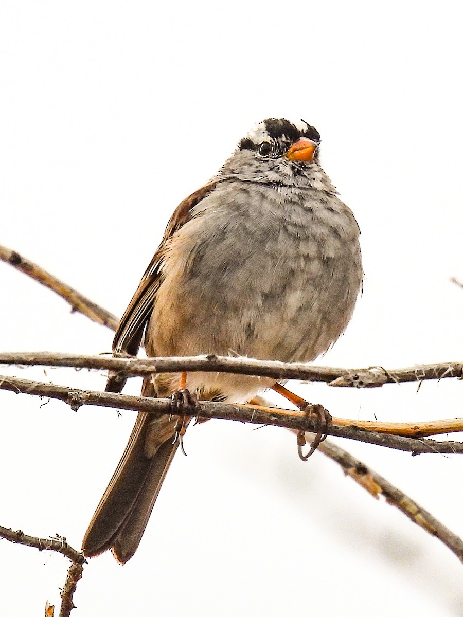 White-crowned Sparrow - Tamara Aho