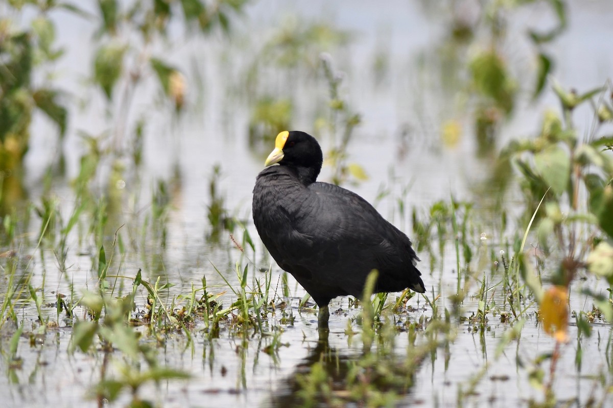 White-winged Coot - ML617039026