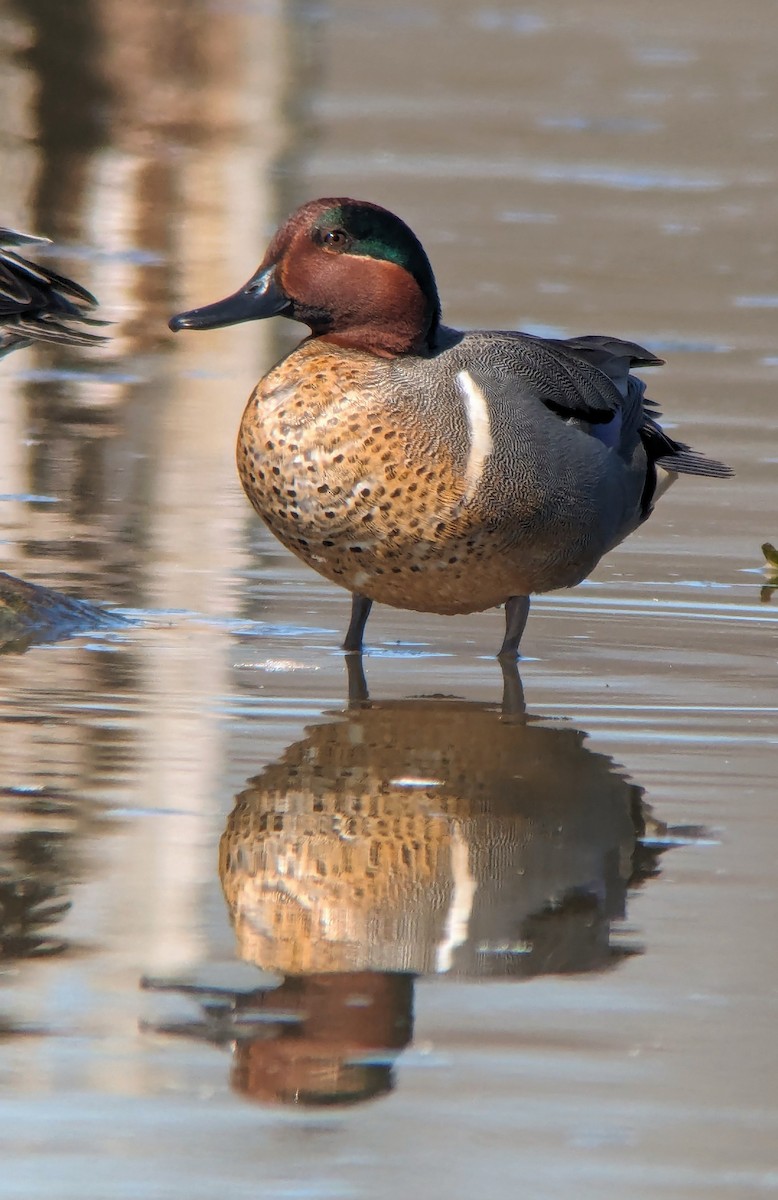 Green-winged Teal - ML617039091