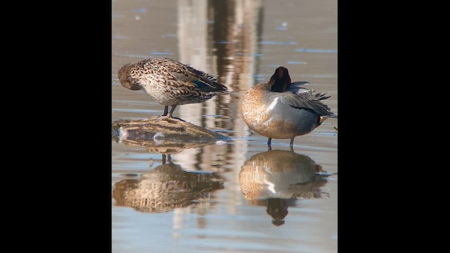 Green-winged Teal - ML617039099