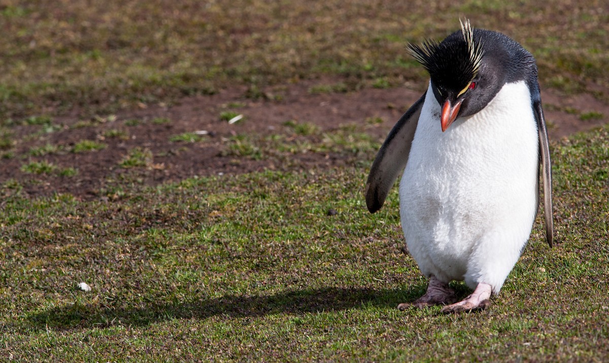 Southern Rockhopper Penguin (Western) - ML617039119