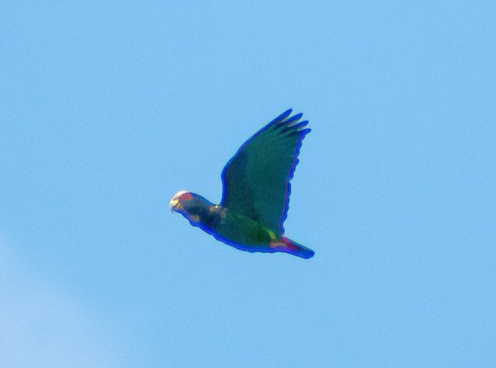 White-crowned Parrot - ML617039188
