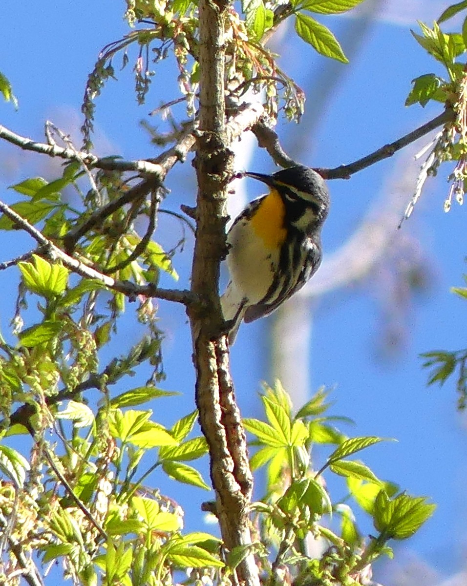 Yellow-throated Warbler - ML617039206