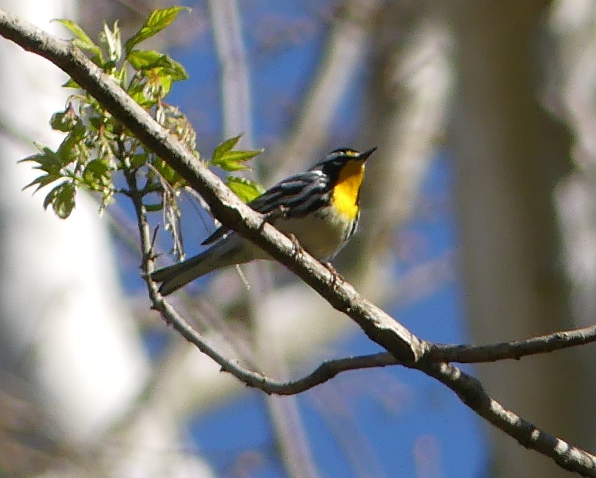 Yellow-throated Warbler - ML617039207
