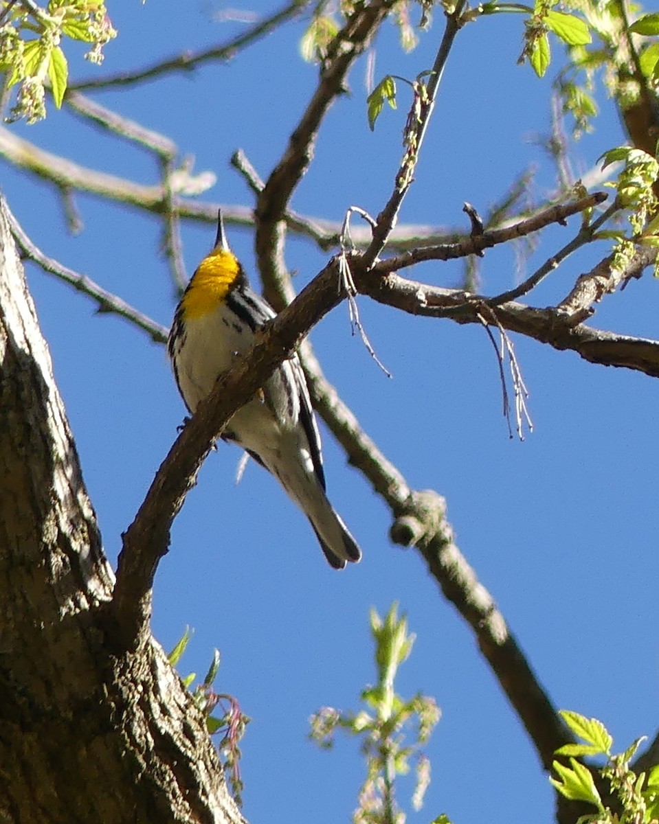 Yellow-throated Warbler - ML617039208