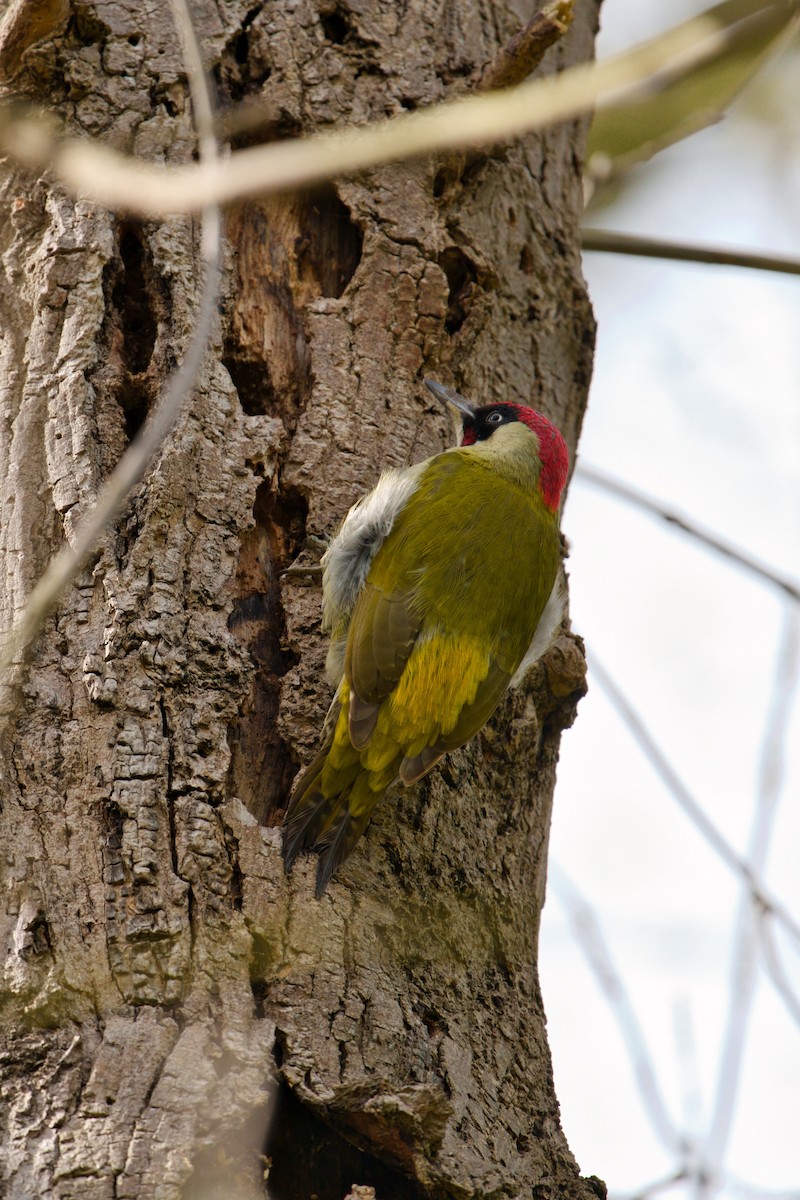 Eurasian Green Woodpecker - ML617039221